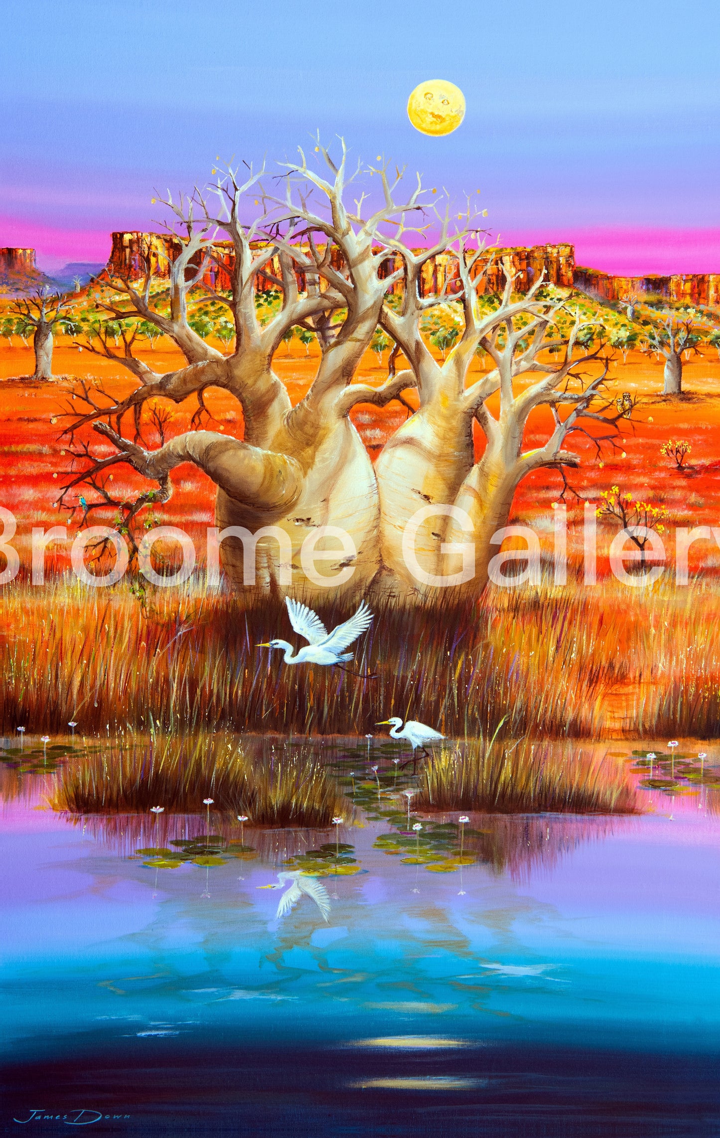 Boab by Pentecost River